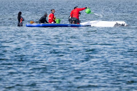Viel Aufsehen um den Wal gibt es nur hierzulande. Foto: Philip Dulian/dpa