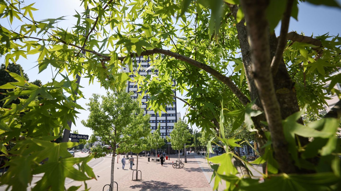 Zum "Tag des Baumes": Was Bäume fürs Klima und den Artenschutz tun