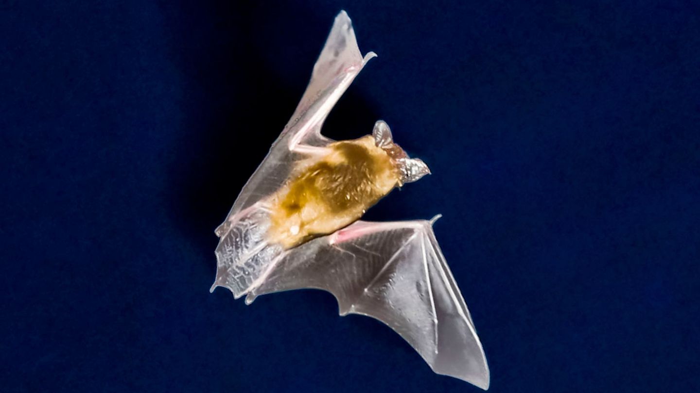 Naturschutz: Zwischen Licht aus und Lichtblick: Fledermäuse in Hessen