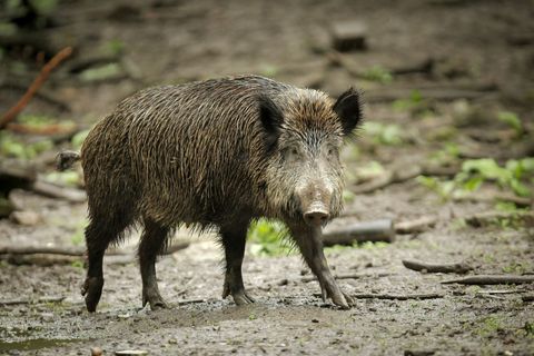 Wildschweine können durch ihre Ernährung Radioaktivität aufweisen. (Symbolbild) Foto: Fredrik von Erichsen/dpa