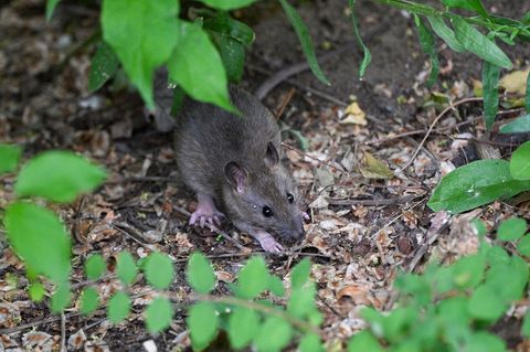 Ein Rattenpaar kann 100 bis 150 Nachkommen in einem Jahr erzeugen. (Symbolbild) Foto: Jens Kalaene/dpa