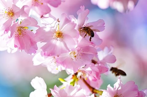 Der DWD erwartet für Samstag viel Sonnenschein für Bayern. (Symbolbild) Foto: Malin Wunderlich/dpa