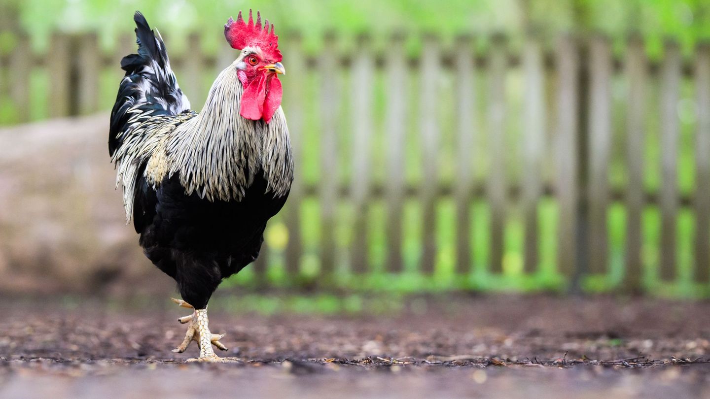 Woher der Hahn stammte, konnte die Polizei nicht mehr klären. (Symbolbild) Foto: Julian Stratenschulte/dpa