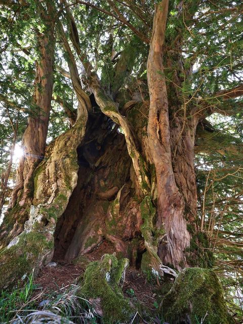 1100 Jahre alt – Was Deutschlands ältester Baum uns etwas lehren kann
