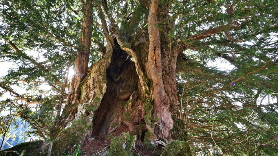 1100 Jahre alt – Was Deutschlands ältester Baum uns etwas lehren kann