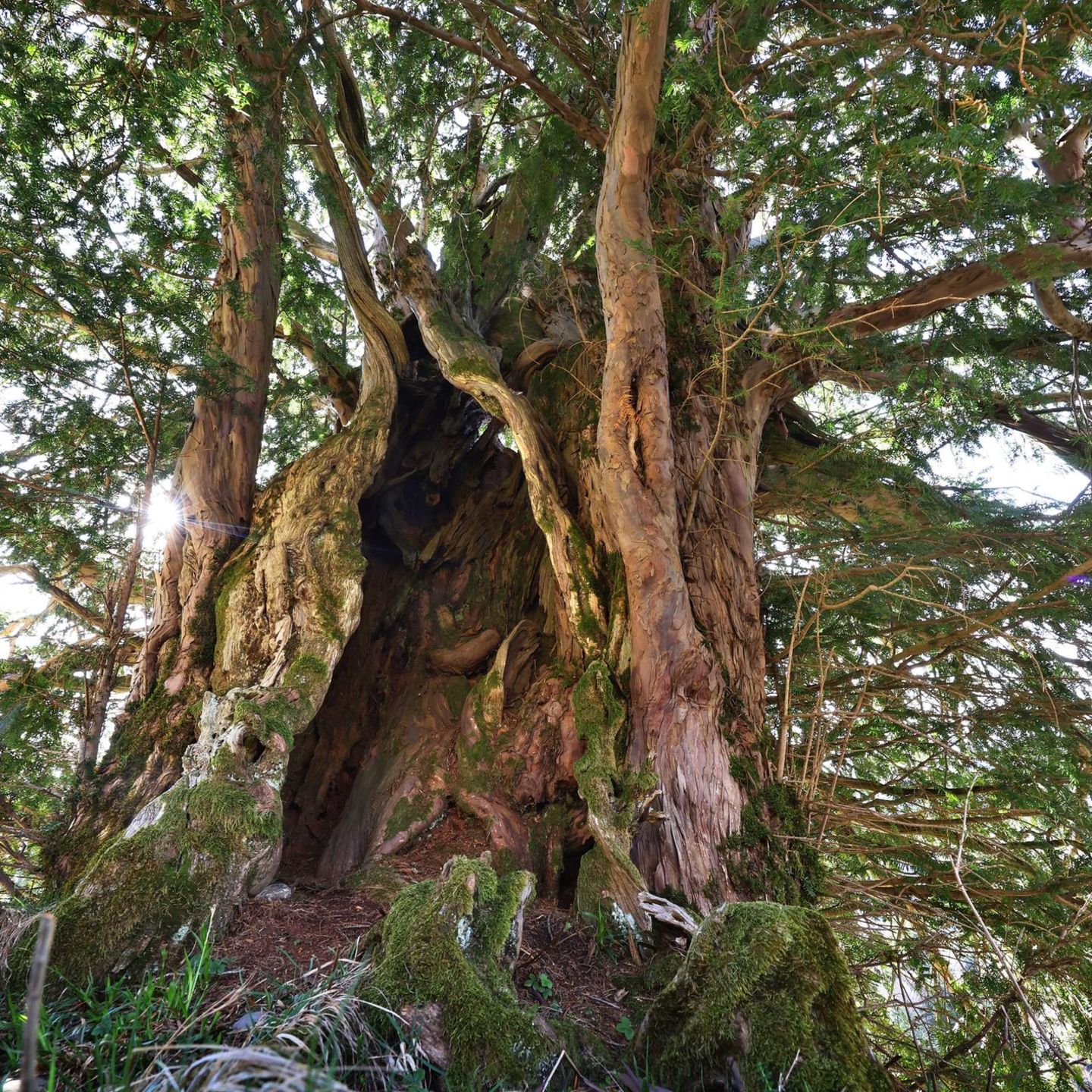 1100 Jahre alt – Was Deutschlands ältester Baum uns etwas lehren kann