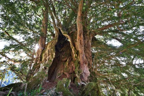 1100 Jahre alt – Was Deutschlands ältester Baum uns etwas lehren kann