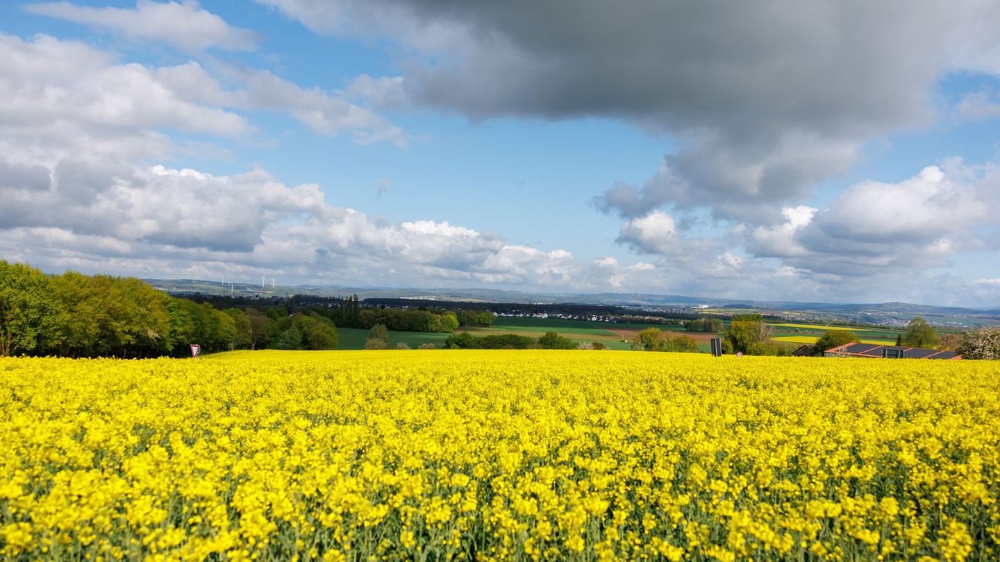 Wetter-Vorhersage: Sonne und bis 20 Grad – bestes Ausflugswetter am Wochenende