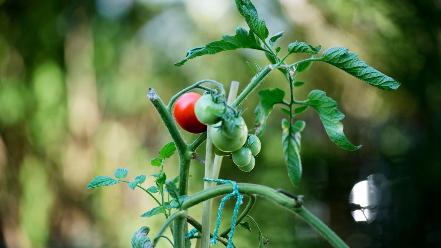 Wissensvermittlung: TU verschenkt hunderte Nutzpflanzen für Balkon und Garten