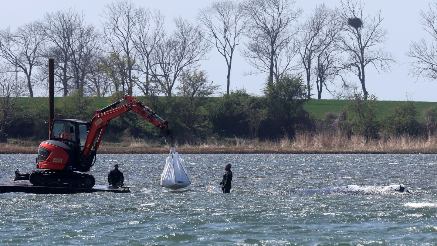 Gestrandeter Wal vor Poel: Warten auf Transportkahn - oder schwimmt der Wal selbst los?