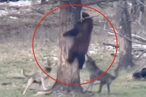 Schwarzbär wird von wilden Wölfen attackiert – und rettet sich auf Baum