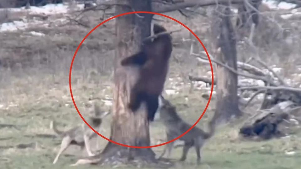 Schwarzbär wird von wilden Wölfen attackiert – und rettet sich auf Baum