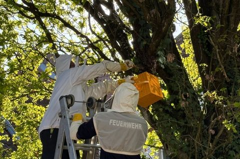 Ein Imker siedelte die Bienen mit Hilfe der Feuerwehr um. Foto: C. Rieks - Feuerwehr Detmold