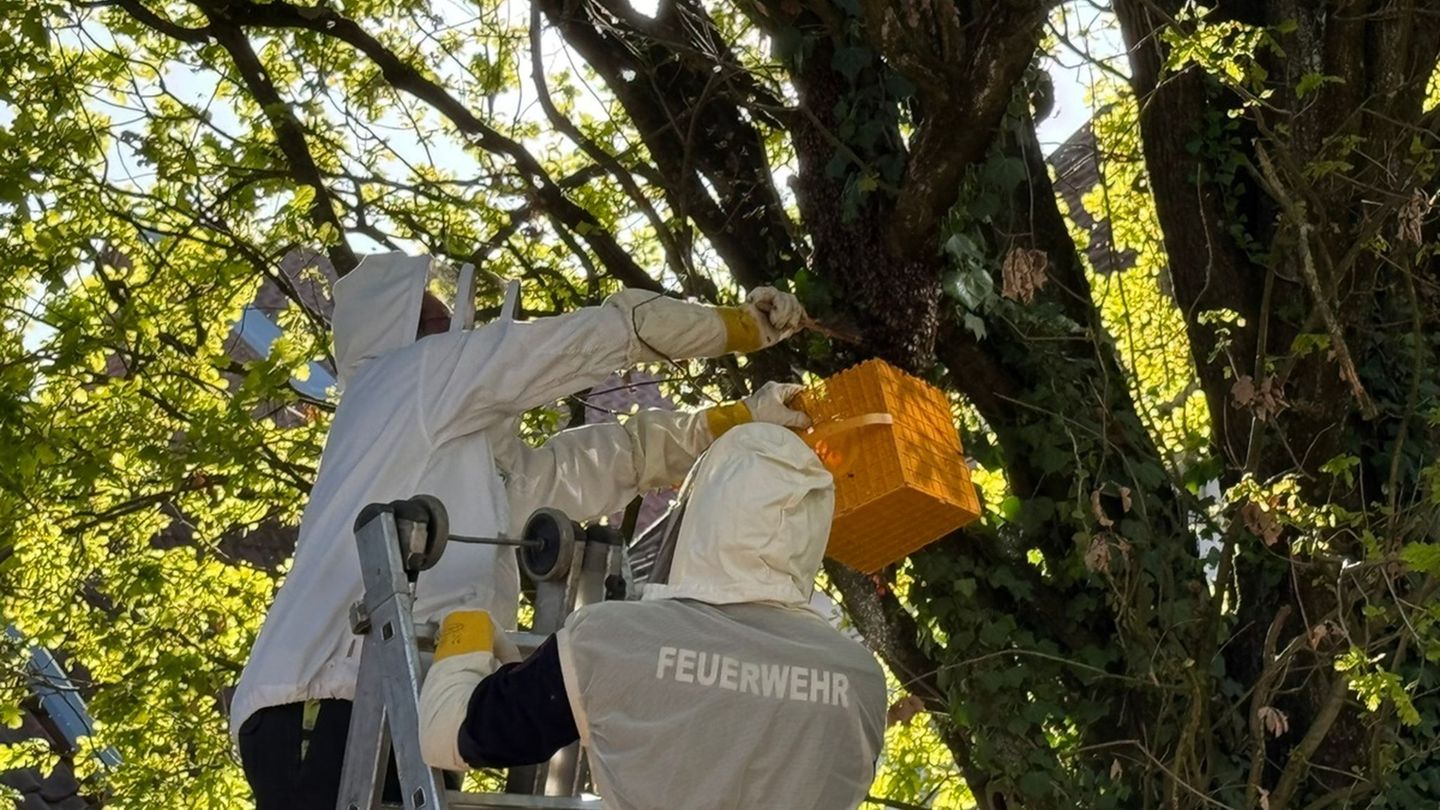 Einsatz: Bienenvolk von Spielplatz umgesiedelt