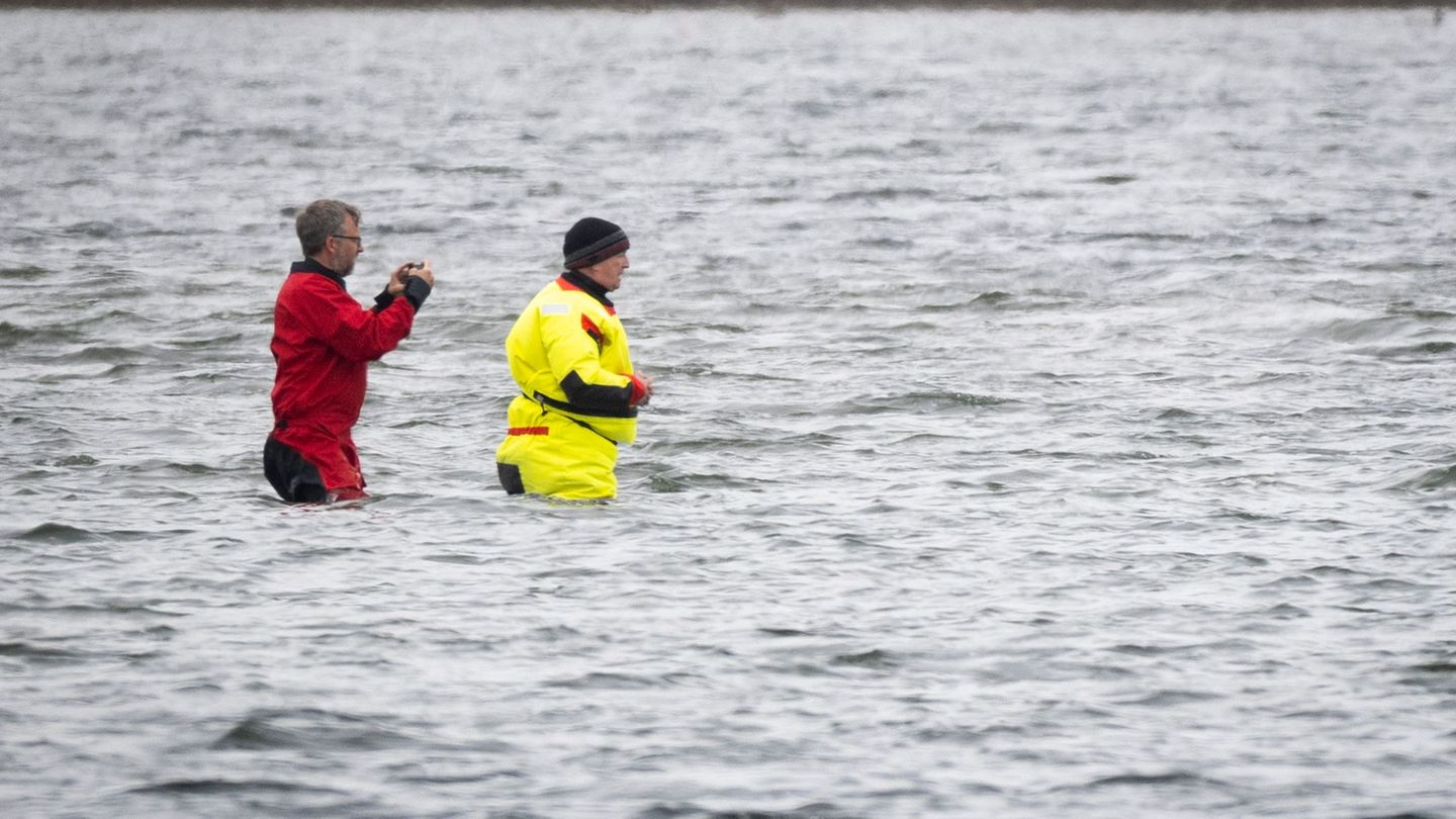 Ständig Menschen direkt am Wal: Ruhig wirkender Wal im Trubel - Was fühlt er wirklich?