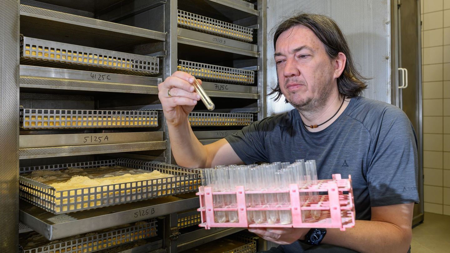 Forschung: Wo es vor Hausböcken und Termiten nur so wimmelt