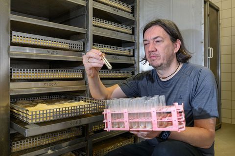 Der Hausbock fühlt sich besonders bei Wärme wohl und befällt oft Dachstühle, erklärt Thomas Kolling von Materialprüfanstalt Bran