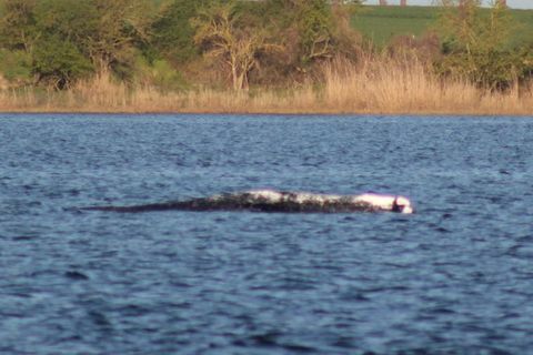 Der Wal liegt am Sonntagmorgen ruhig im Wasser vor Poel und harrt der Dinge