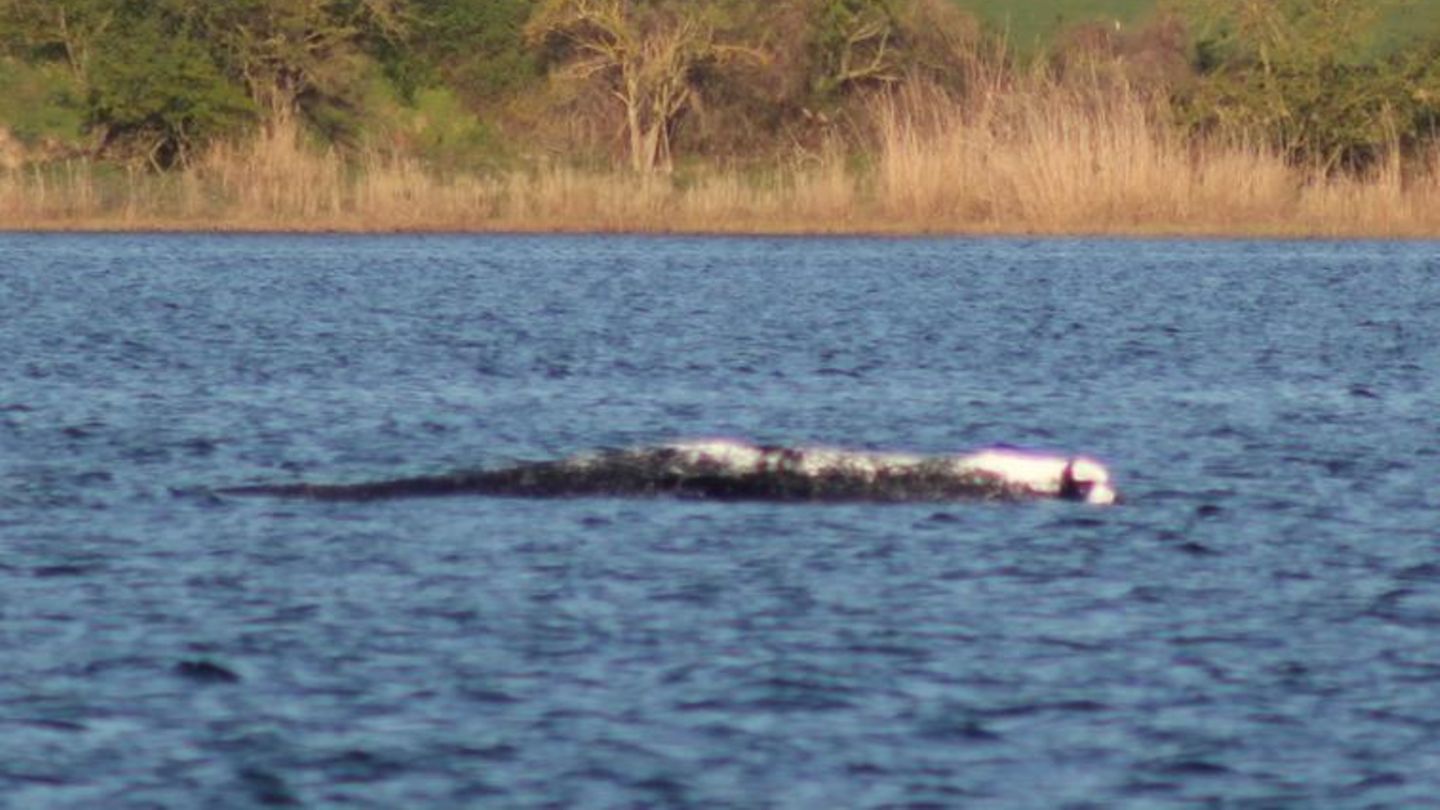 Wal-Newsblog: Schon wieder Verzögerung der „Mission“ Wal – eine unendliche Geschichte