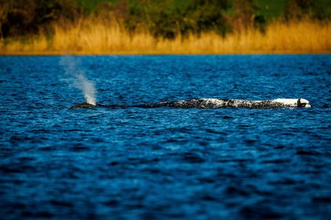 Der Buckelwal liegt unverändert im Flachwasser vor der Insel Poel. Foto: Jens Büttner/dpa