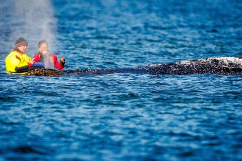 Mecklenburg-Vorpommerns Umweltminister Till Backhaus (l.) informiert sich am gestrandeten Wal vor der Insel Poel über den Zustand des Tieres