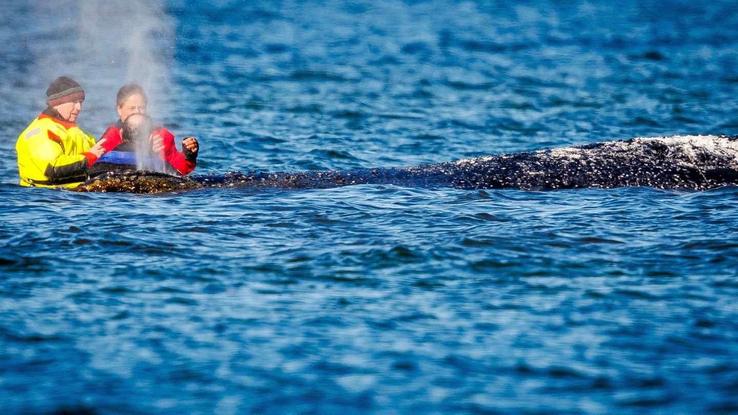 Wal-Newsblog: „Wal ist nicht beschossen worden“ – trotzdem wird's heute blutig