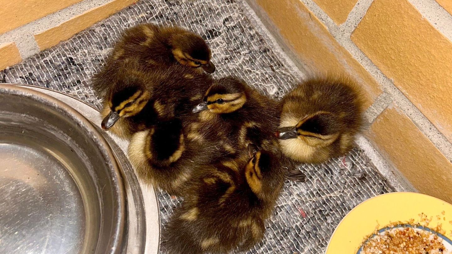 Notfälle: Polizei rettet sechs verlassene Entenküken in Berlin