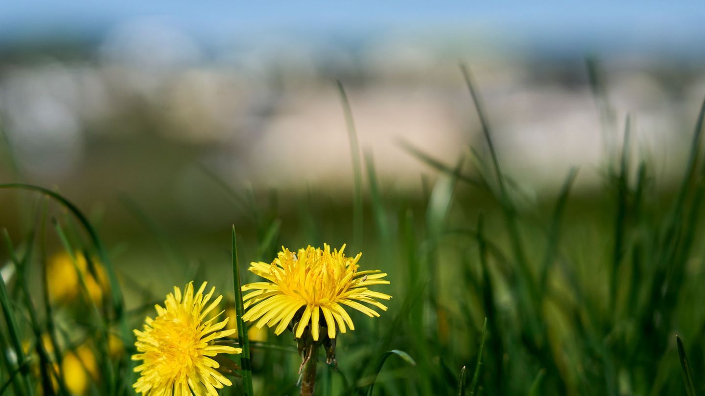 In Hessen bleibt das Wetter auch in der neuen Woche frühlingshaft. (Archivbild) Foto: Sascha Ditscher/dpa