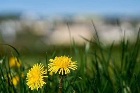 In Hessen bleibt das Wetter auch in der neuen Woche frühlingshaft. (Archivbild) Foto: Sascha Ditscher/dpa