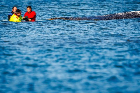 Einer von vielen Menschen direkt am Wal: Minister Backhaus fasst das geschwächte Tier an. Foto: Jens Büttner/dpa