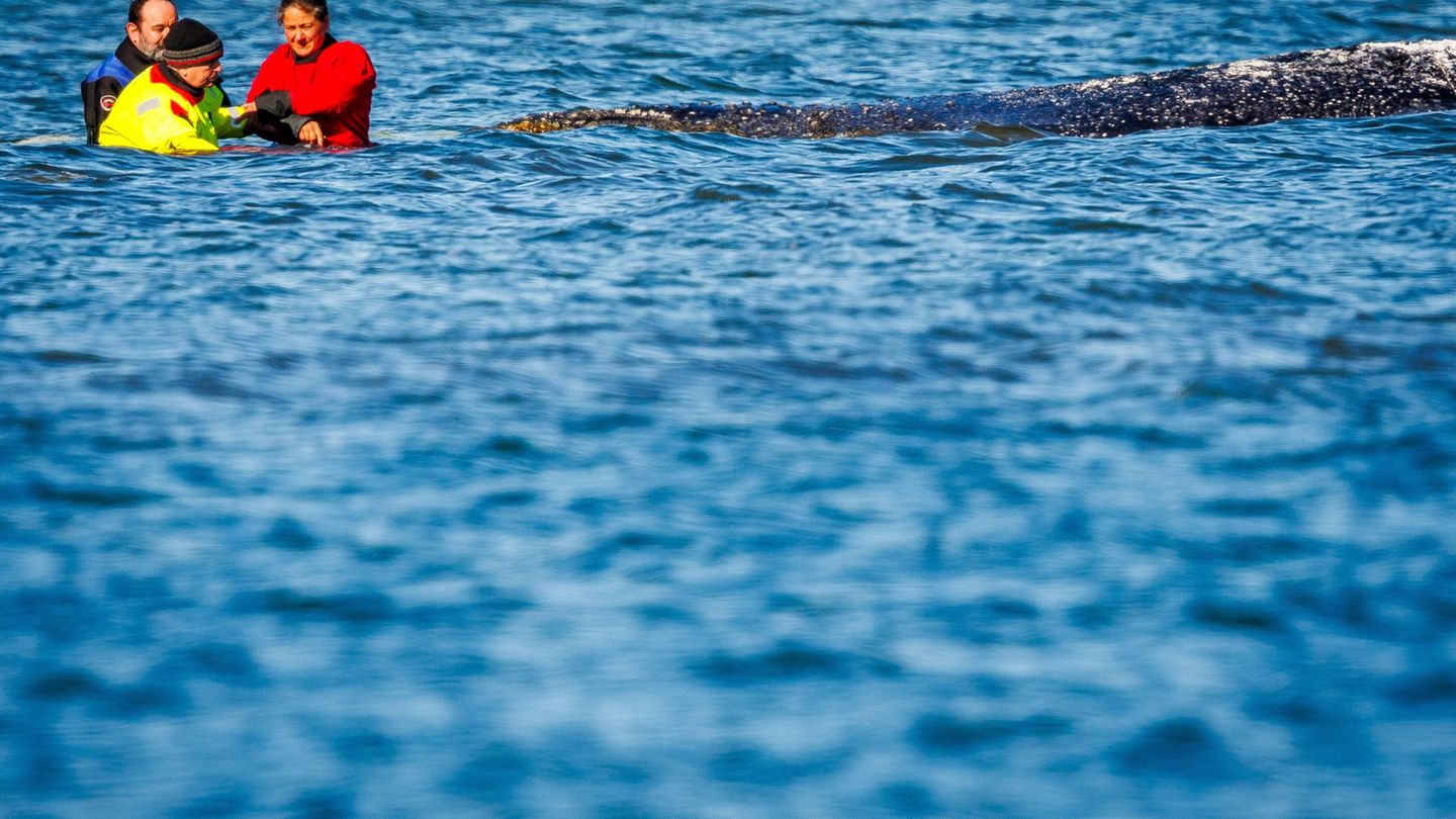Gestrandeter Buckelwal: Wal-Transport steht an - Lastkahn im Nord-Ostsee-Kanal