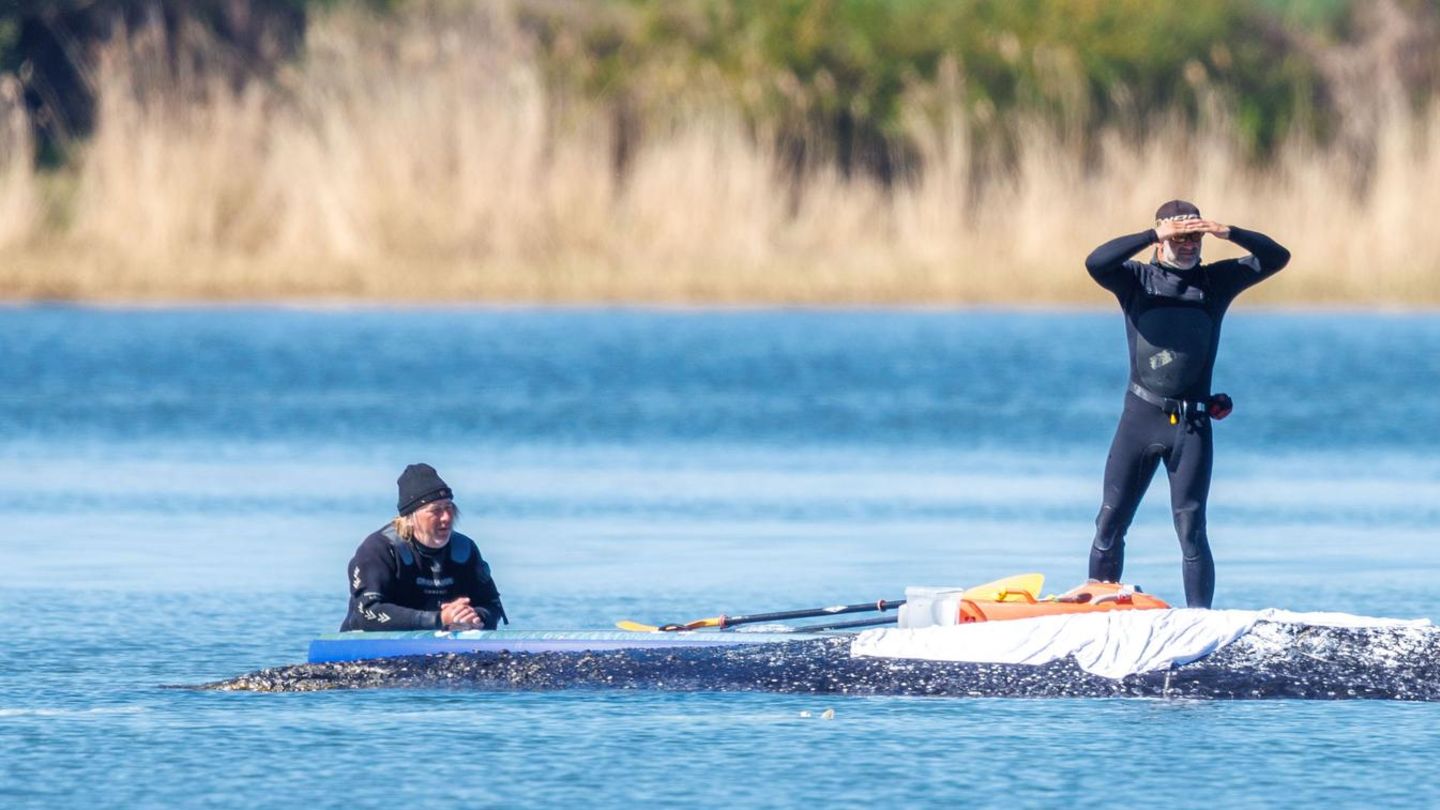 Helfer stehen auf einem Board hinter dem gestrandeten Wal vor der Insel Poel