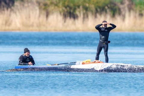Helfer stehen auf einem Board hinter dem gestrandeten Wal vor der Insel Poel