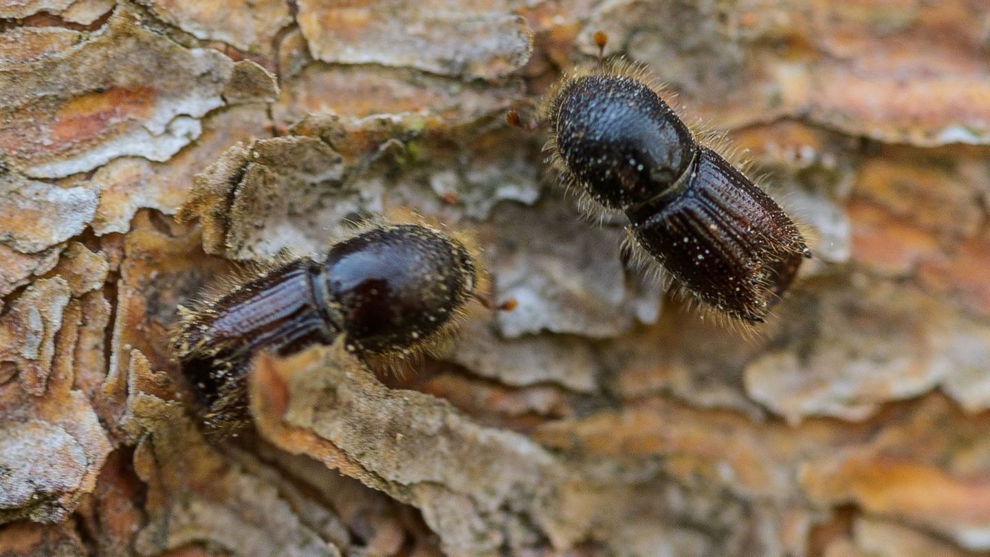Umwelt: Borkenkäfer in Wäldern des Freistaats stark reduziert