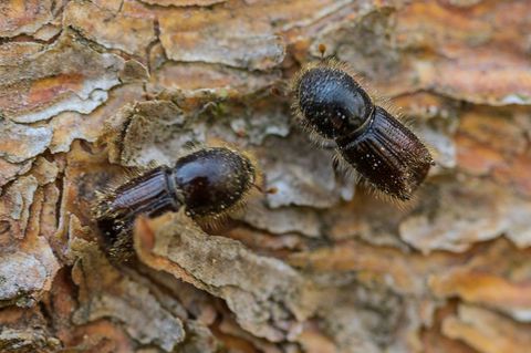 Die kleinen Käfer bringen den Bäumen den Tod. (Archivbild) Foto: Andreas Arnold/dpa