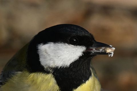 Am ersten "Adebar" waren demnach rund 4.500 Ehrenamtliche beteiligt. (Archivbild) Foto: Michael Brandt/dpa