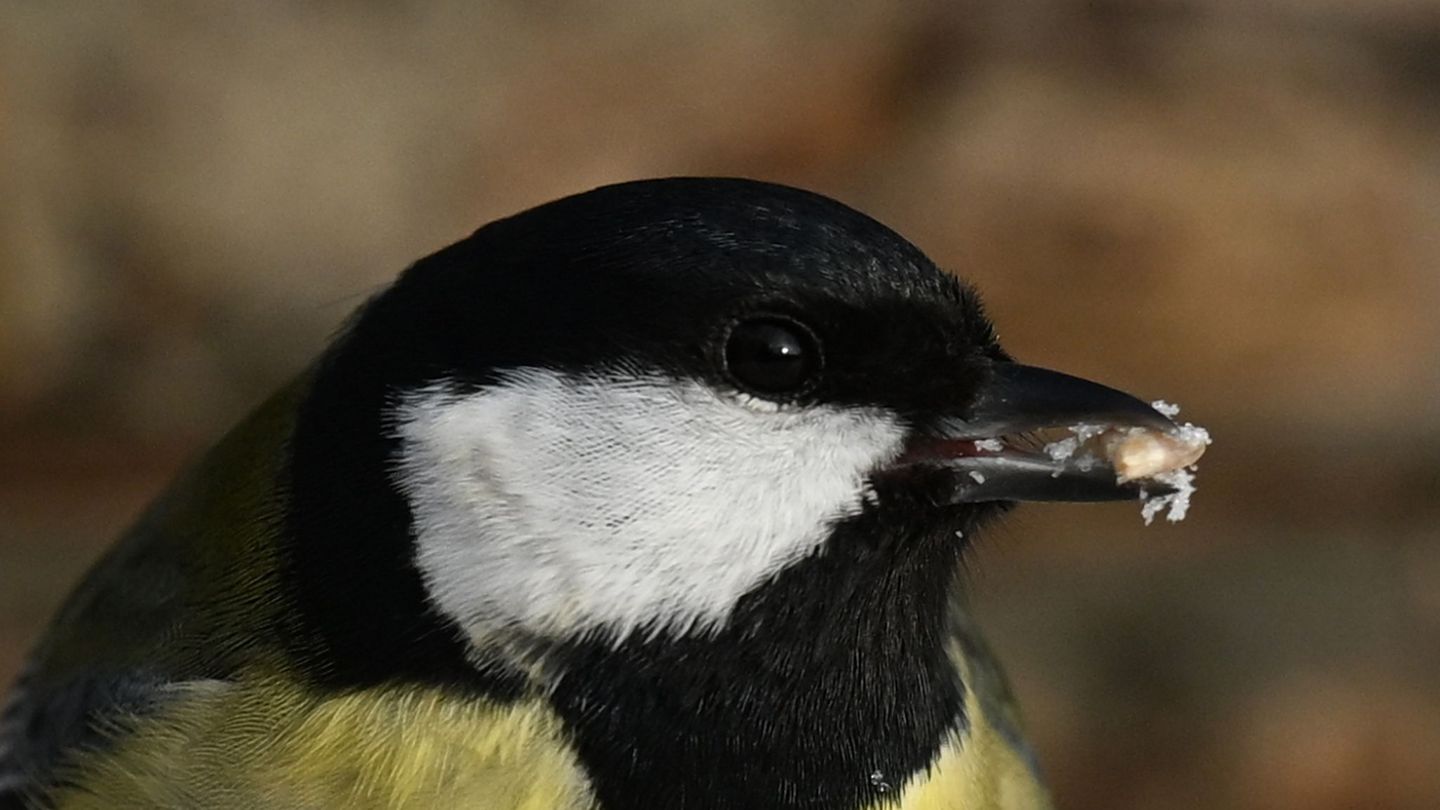 Forschung zum Artenschutz: Das Forschungsprojekt "Adebar 2"