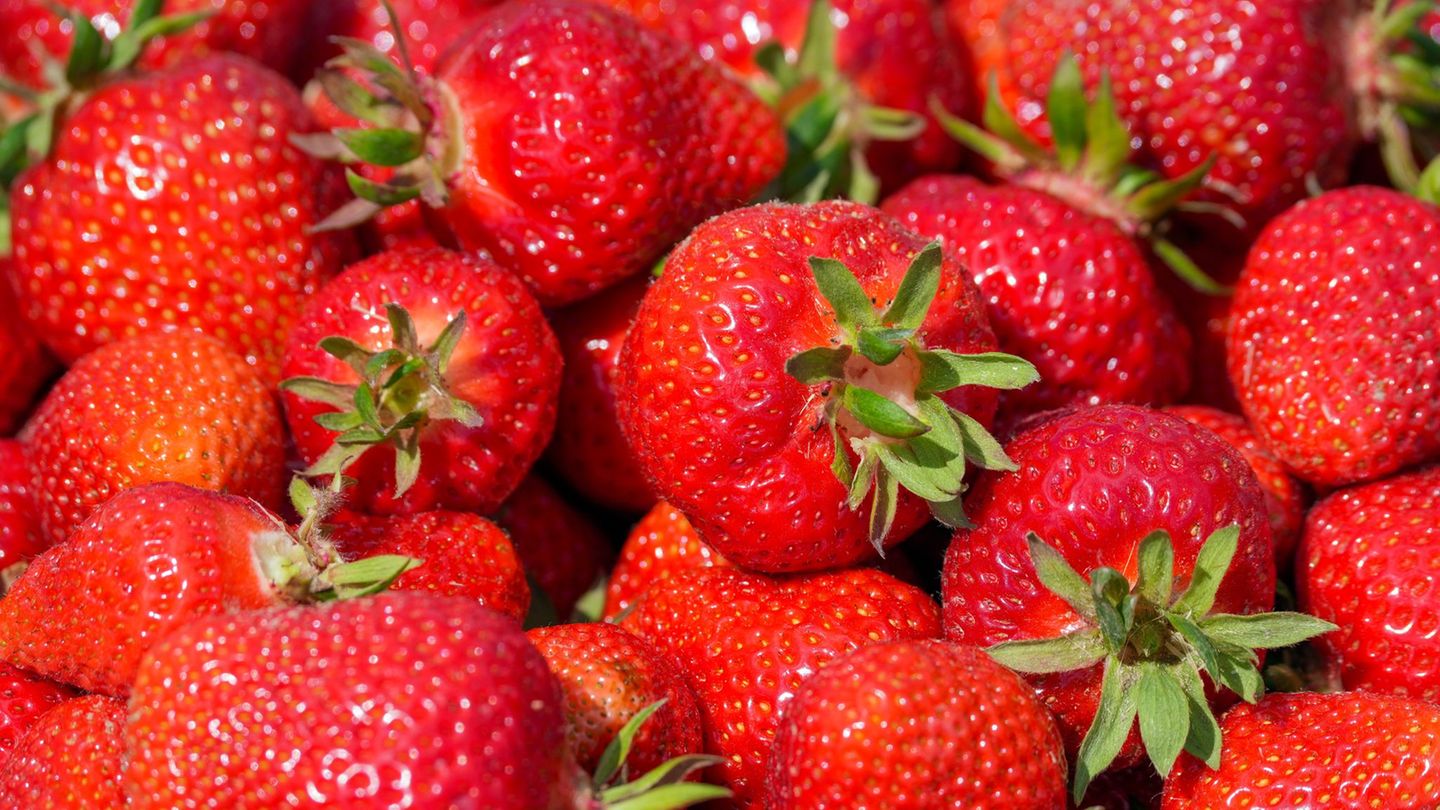 In Mecklenburg-Vorpommern soll die Erdbeerernte im geschützten Freilandanbau Ende der Woche beginnen. (Symbolbild) Foto: Soeren