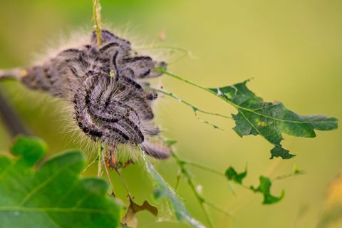 Ab Mai haben die Raupen ihre gefährlichen Brennhaare. (Archivbild) Foto: Philipp Schulze/dpa/dpa-tmn