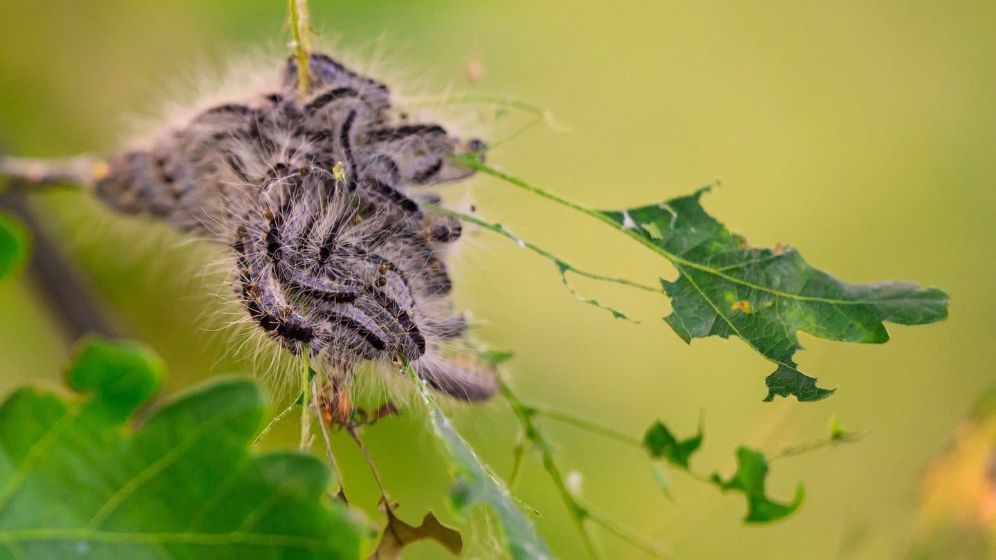 Eichenprozessionsspinner: Gefährliche Raupen an Bäumen - das rät eine Expertin