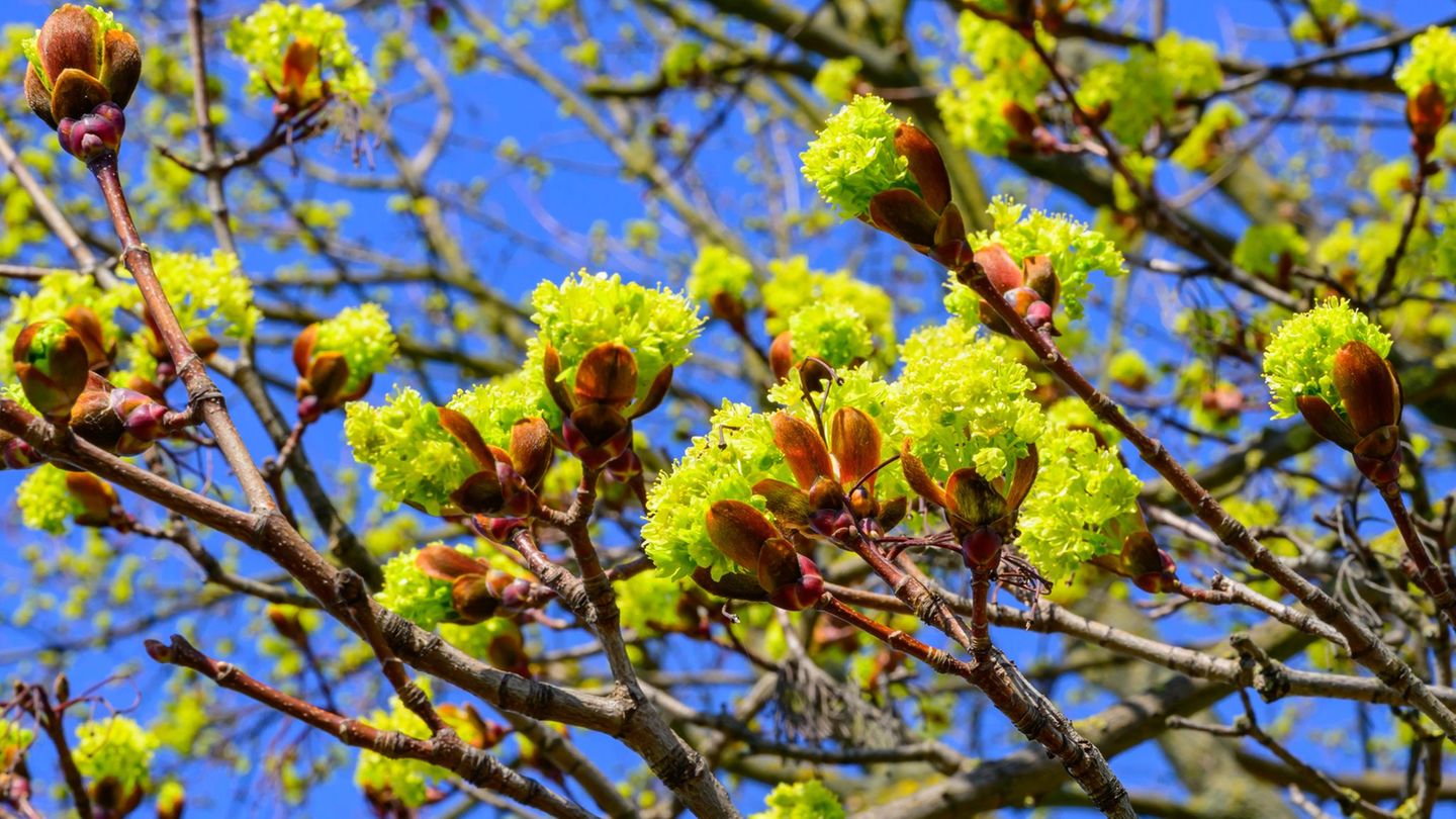 Frühlingstemperaturen: Sonnige Feiertagswoche startet in Bayern