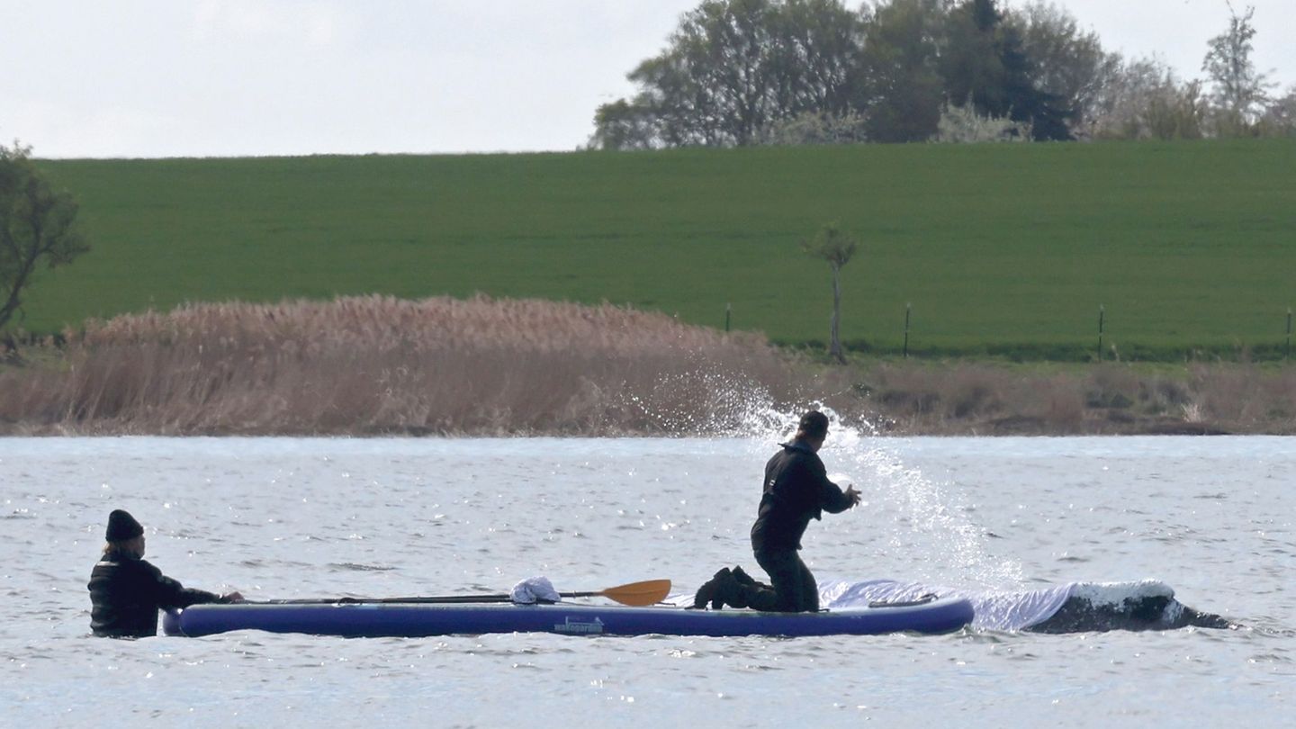 Seit mehr als einem Monat hängt der Wal fest. Gelingt nun ein neuer Rettungsversuch? Foto: Bernd Wüstneck/dpa