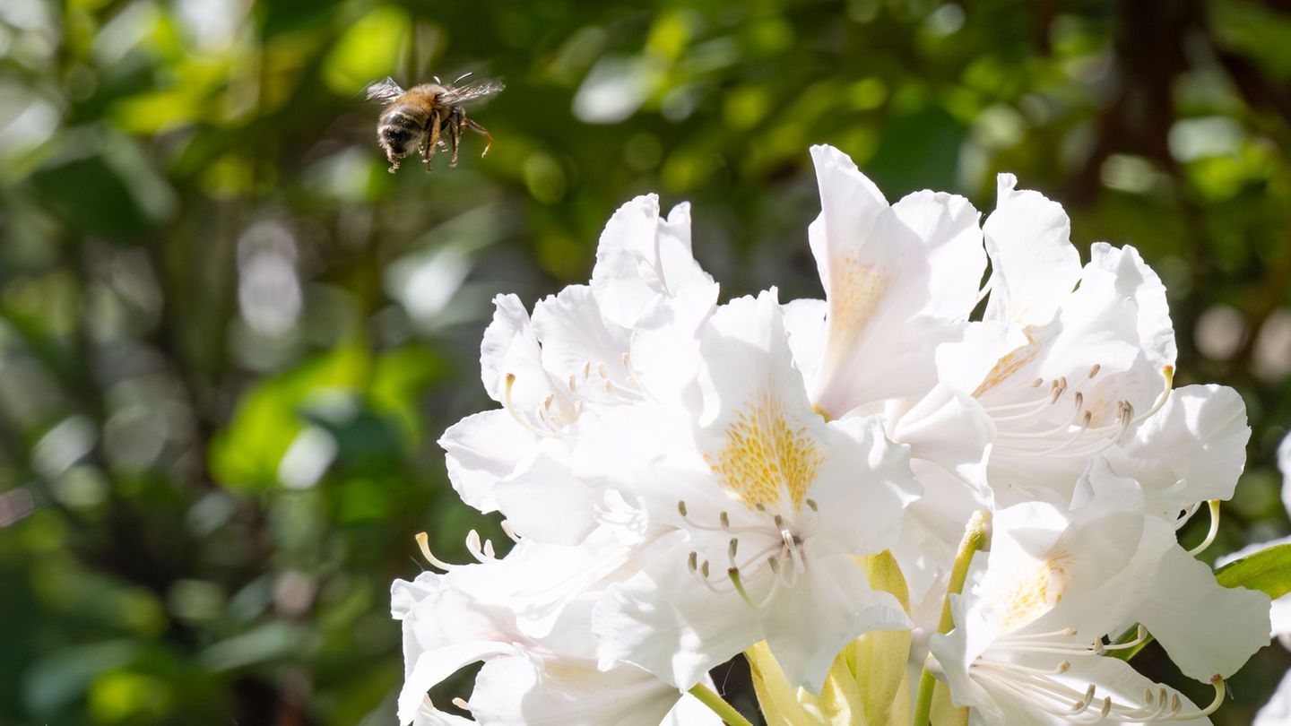 Die Temperaturen erreichen am Montag vielerorts um 20 Grad. Foto: Benjamin Westhoff/dpa