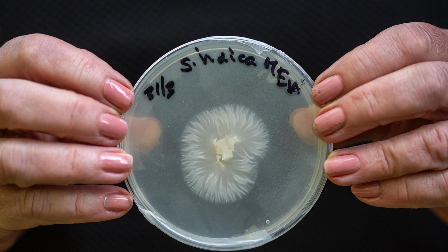 Pilze sind unverzichtbare Lebenspartner.