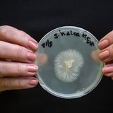 Pilze sind unverzichtbare Lebenspartner.