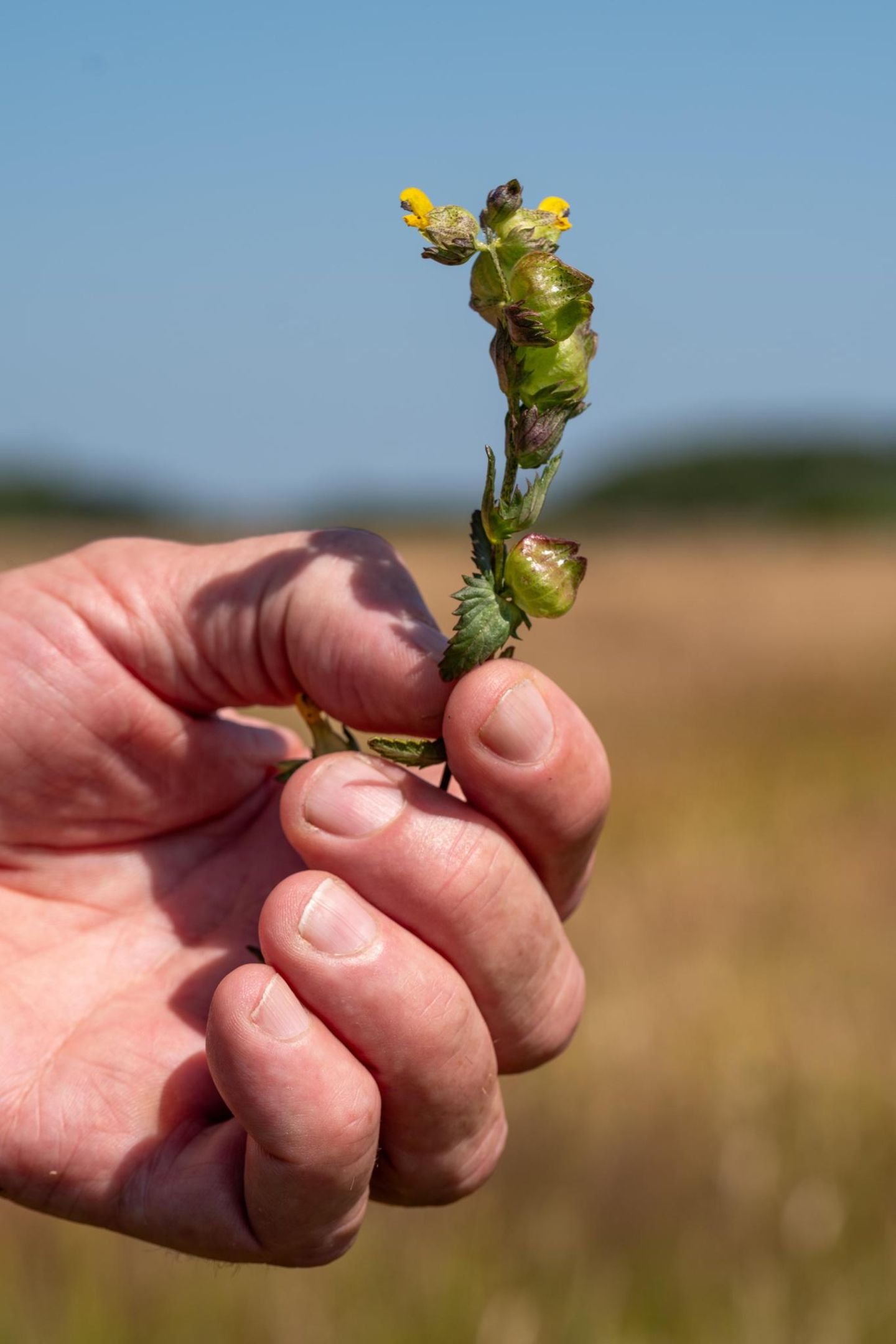Manche Orchideen tragen eher unauffällige Blüten.