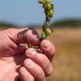 Manche Orchideen tragen eher unauffällige Blüten.