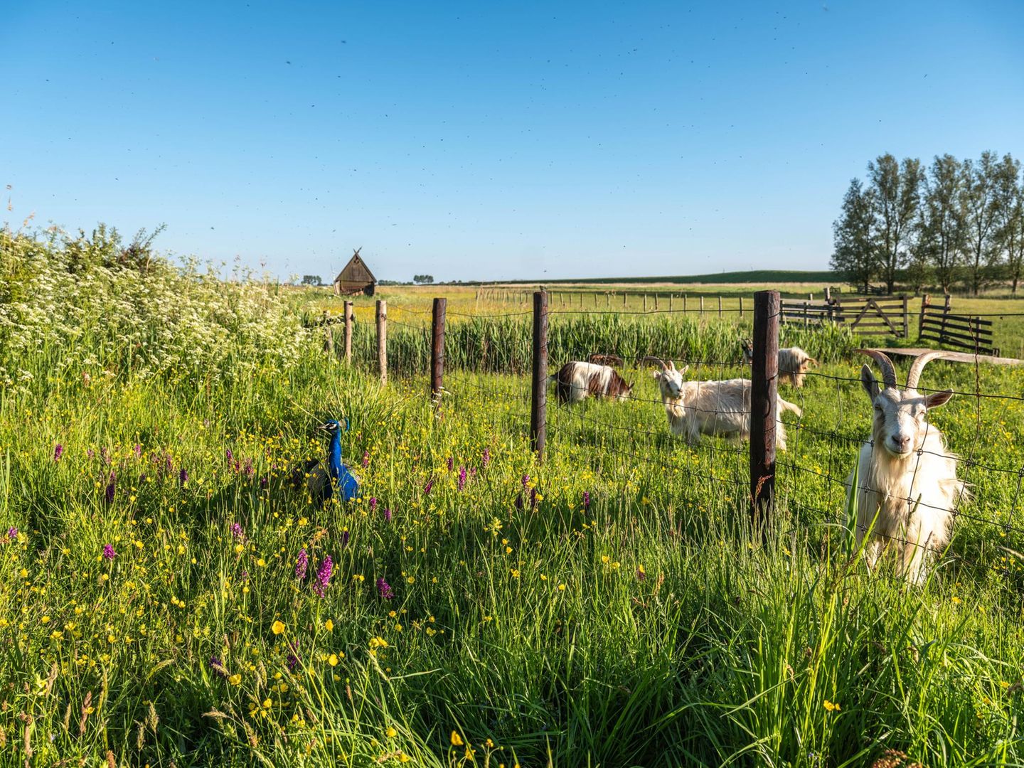 Initiativen mit Landwirten zeigen, dass Artenschutz möglich ist.