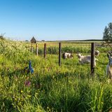 Initiativen mit Landwirten zeigen, dass Artenschutz möglich ist.