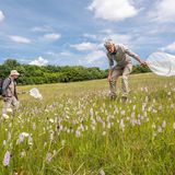Orchideen brauchen bestimmte Insekten zur Bestäubung, die Herren mühen sich beim Fang.